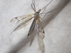 Tipula irrorata
