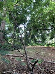 Senna angustisiliqua