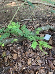 Senna angustisiliqua