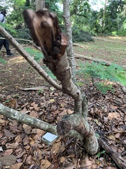 Senna angustisiliqua