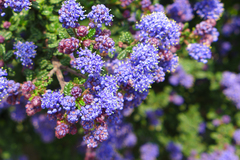 Ceanothus impressus