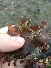 Ilyanassa obsoleta