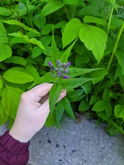 Hesperis pycnotricha