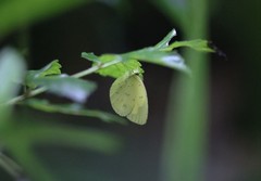 Eurema andersoni