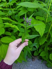 Hesperis pycnotricha