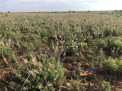 Oenothera cinerea cinerea