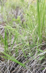 Thesium repens