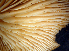 Lentinellus pulvinulus