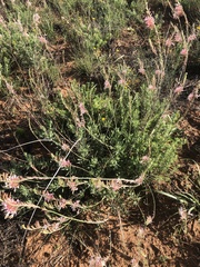 Oenothera cinerea cinerea