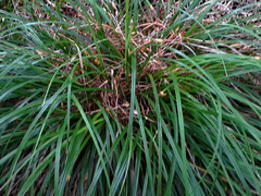 Carex auceps
