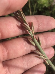 Oenothera cinerea cinerea