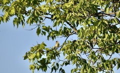 Vireo bellii