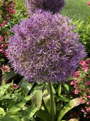 Allium giganteum