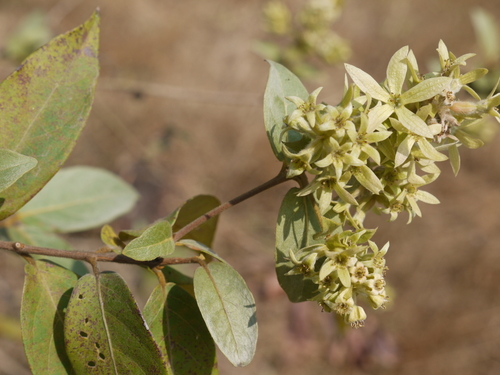 Getonia floribunda (Getonia floribunda)