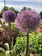 Allium giganteum