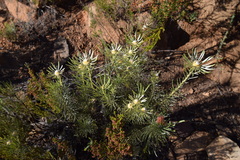 Leucadendron album