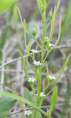Thesium repens