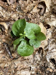 Asarum europaeum