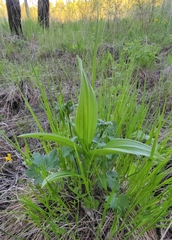 Veratrum lobelianum