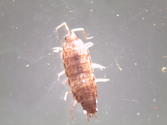 Chaetophiloscia elongata