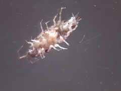 Chaetophiloscia elongata