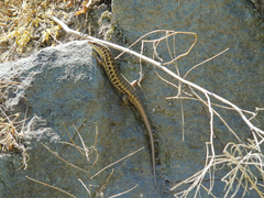 Heremites auratus
