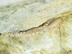Mediodactylus heterocercus