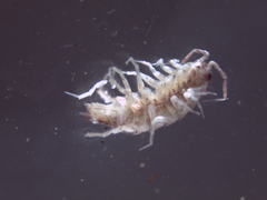 Chaetophiloscia elongata