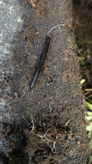 Cylindroiulus caeruleocinctus