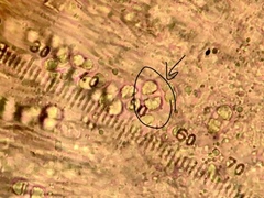 Pyrenodesmia atroalba