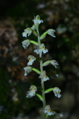 Zeuxine odorata