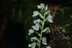 Zeuxine odorata