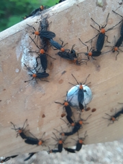 Plecia americana