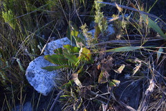 Protea scolopendriifolia