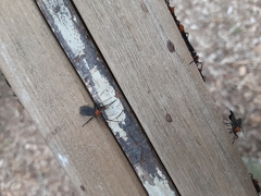 Plecia americana