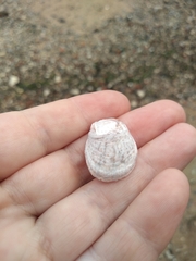 Crepidula fornicata