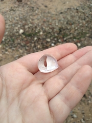 Crepidula fornicata