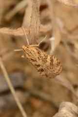 Nomophila noctuella