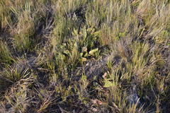 Protea scolopendriifolia
