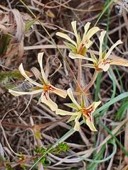Pelargonium pinnatum