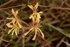 Pelargonium pinnatum