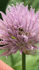 Misumenoides formosipes