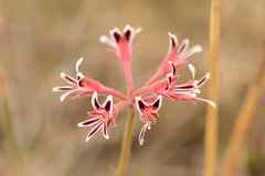 Pelargonium pilosellifolium