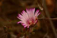 Drosanthemum striatum
