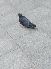 Columba livia domestica