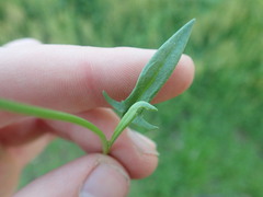 Rumex acetosella