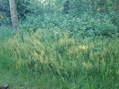 Rumex acetosella