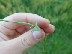 Rumex acetosella