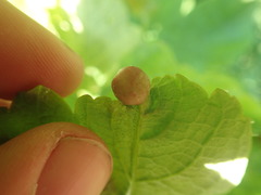 Pediaspis aceris
