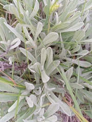 Helichrysum arenarium